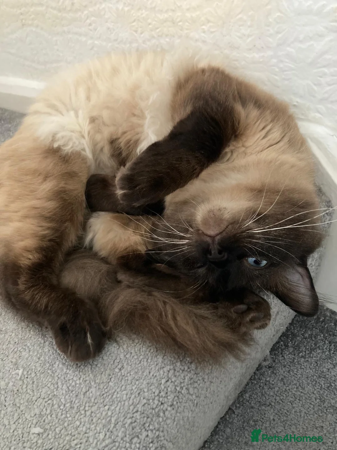 Ragdoll cats for sale: Fluffy Ragdoll kittens - Advert 9