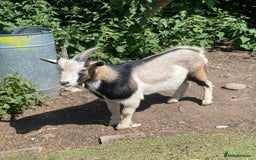 Goats livestock for sale: Beautiful Nanny Kid Pygmy Goats  - Image 4