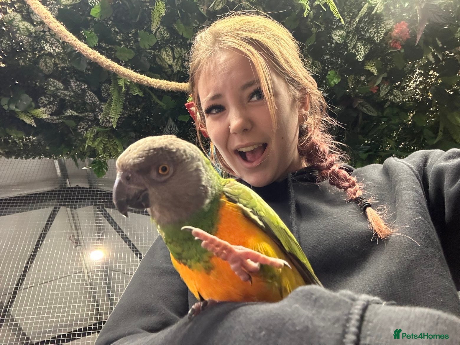 Parrots birds Hand reared Senegal Parrot  - Advert 2