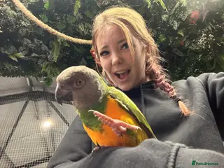 Parrots birds Hand reared Senegal Parrot - Advert 2