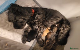 Mixed Breed dogs for sale: Pooshi x Bedipoo  - Image 9