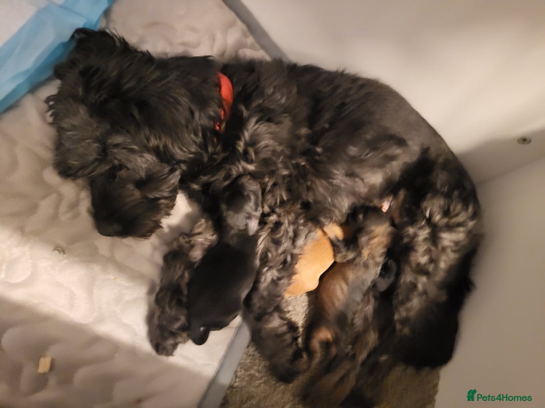 Mixed Breed dogs for sale: Pooshi x Bedipoo  - Image 9