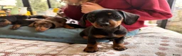 Miniature Dachshund dogs for sale: Baby Girl Mabel - Miniature Dachshund  - Advert 17