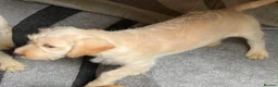 Labradoodle dogs for sale: Beautiful Labradoodle Puppies For Sale - Advert 8