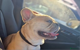 French Bulldog dogs for stud: Rocko - Image 2