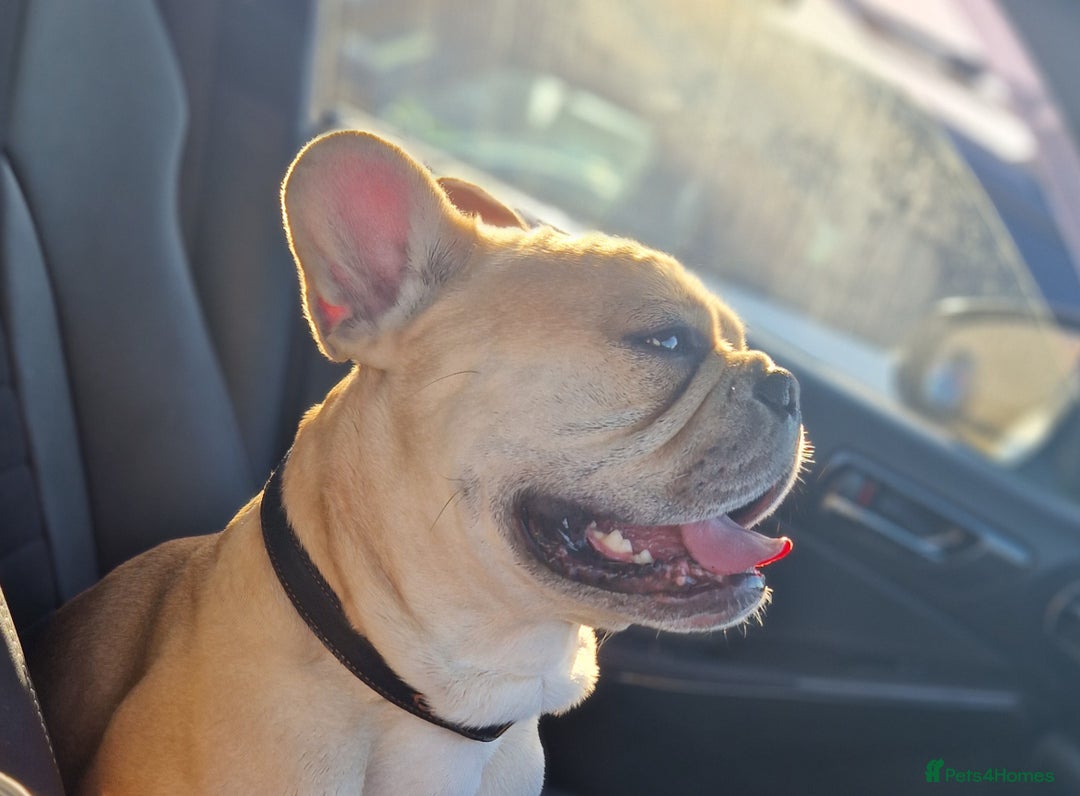French Bulldog dogs for stud: Rocko - Image 2