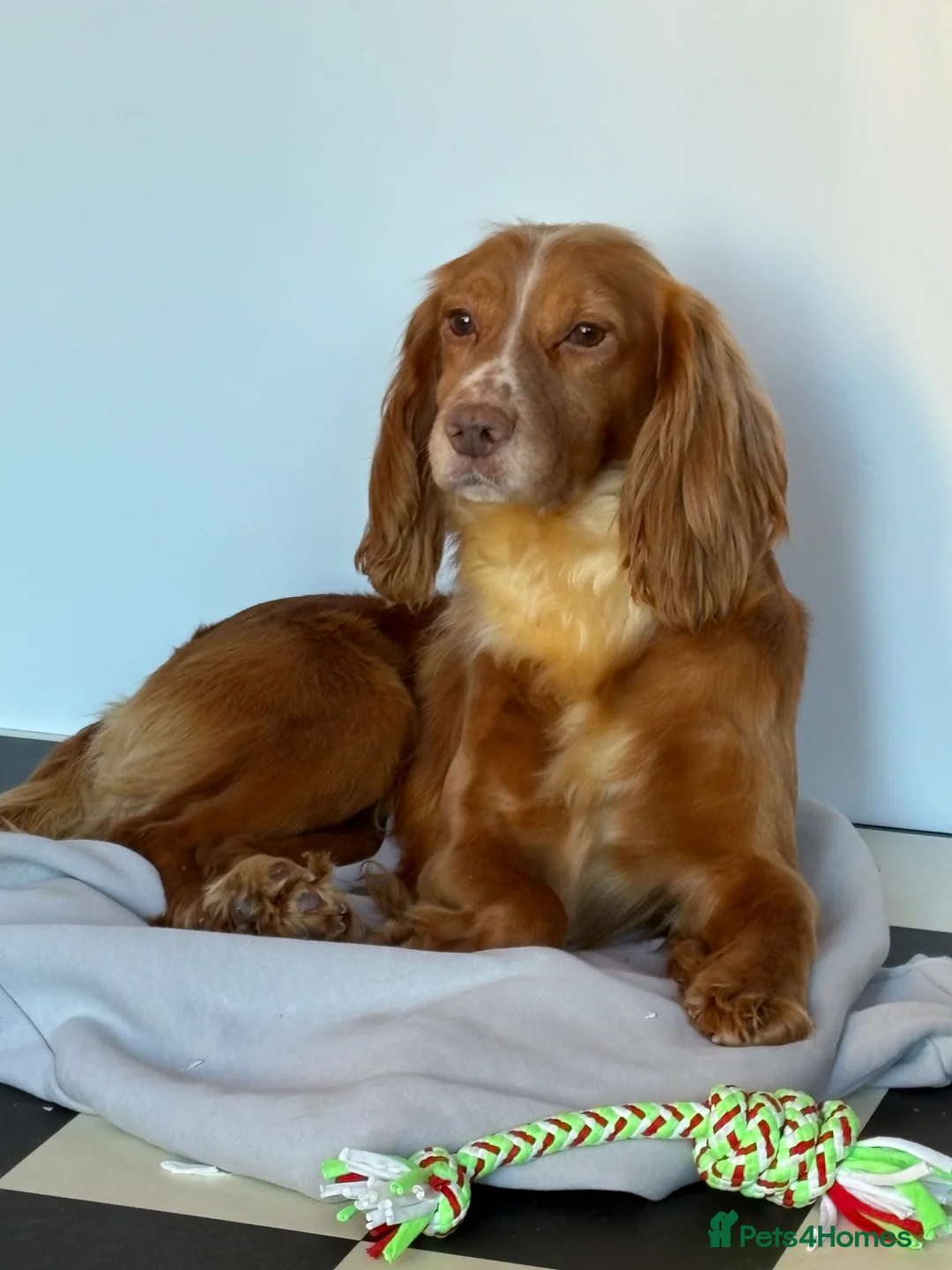 Cockapoo dogs for sale: Stunning f1 cockapoo puppies 🐶  - Advert 20