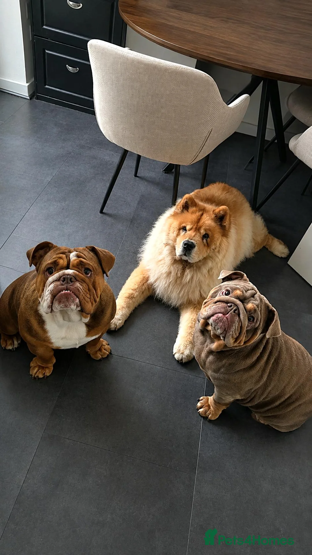 English Bulldog dogs for sale: 2 Year Old Bulldog  - Advert 2