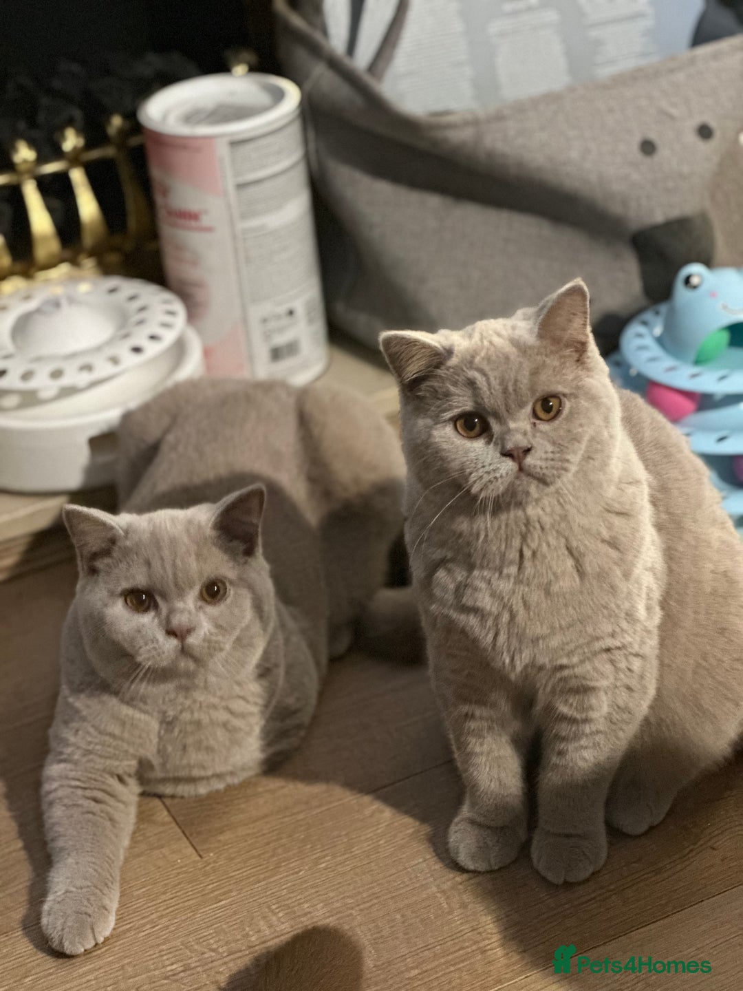 British Shorthair cats for sale: Exc   champion line - Advert 30