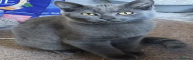 British Shorthair 1