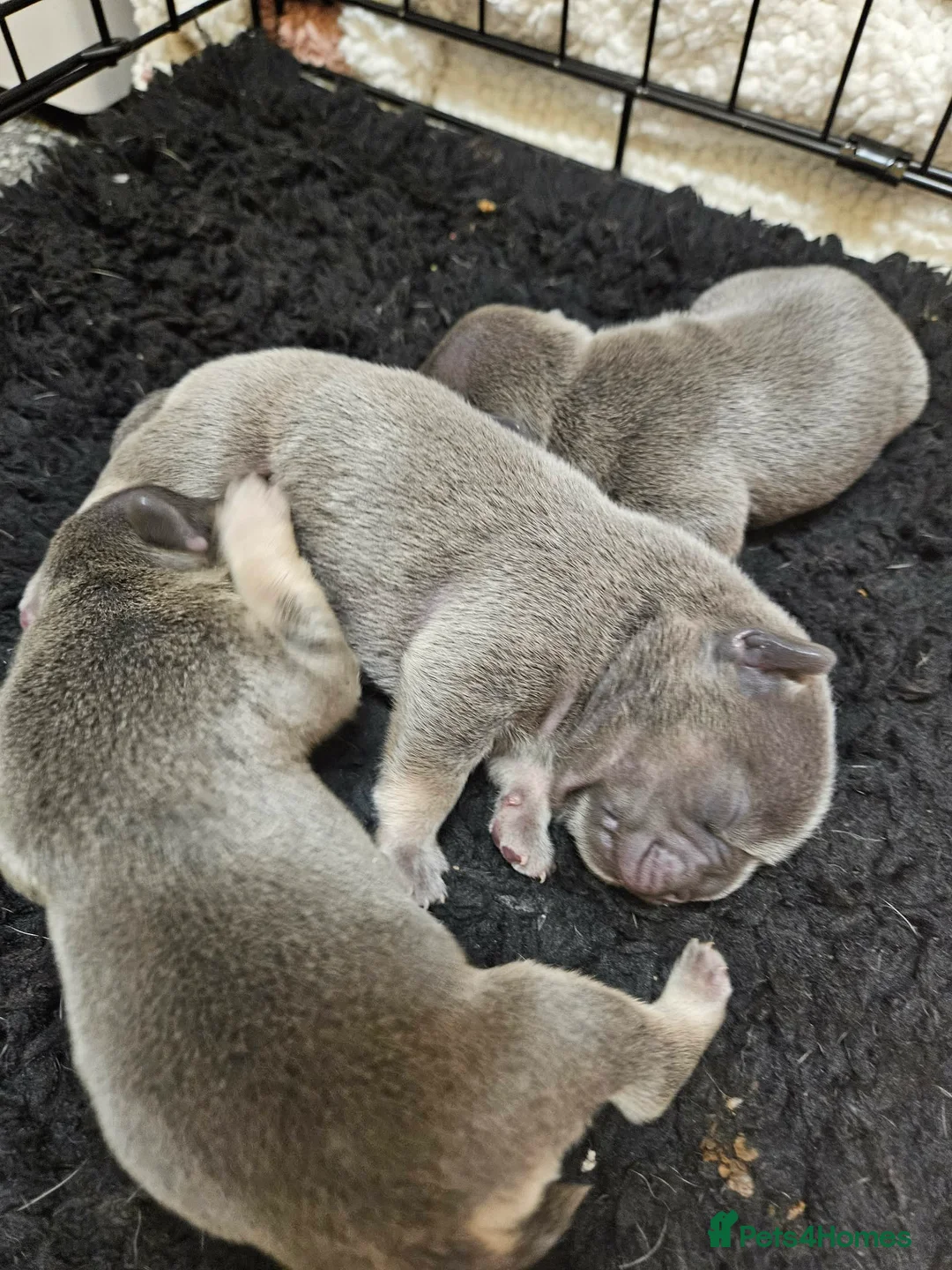 Frug dogs for sale: 1 Male Frug Puppy - Advert 6