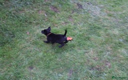 Labrador Retriever dogs for sale: 1 Black Labrador bitch left ready to go now  - Image 16