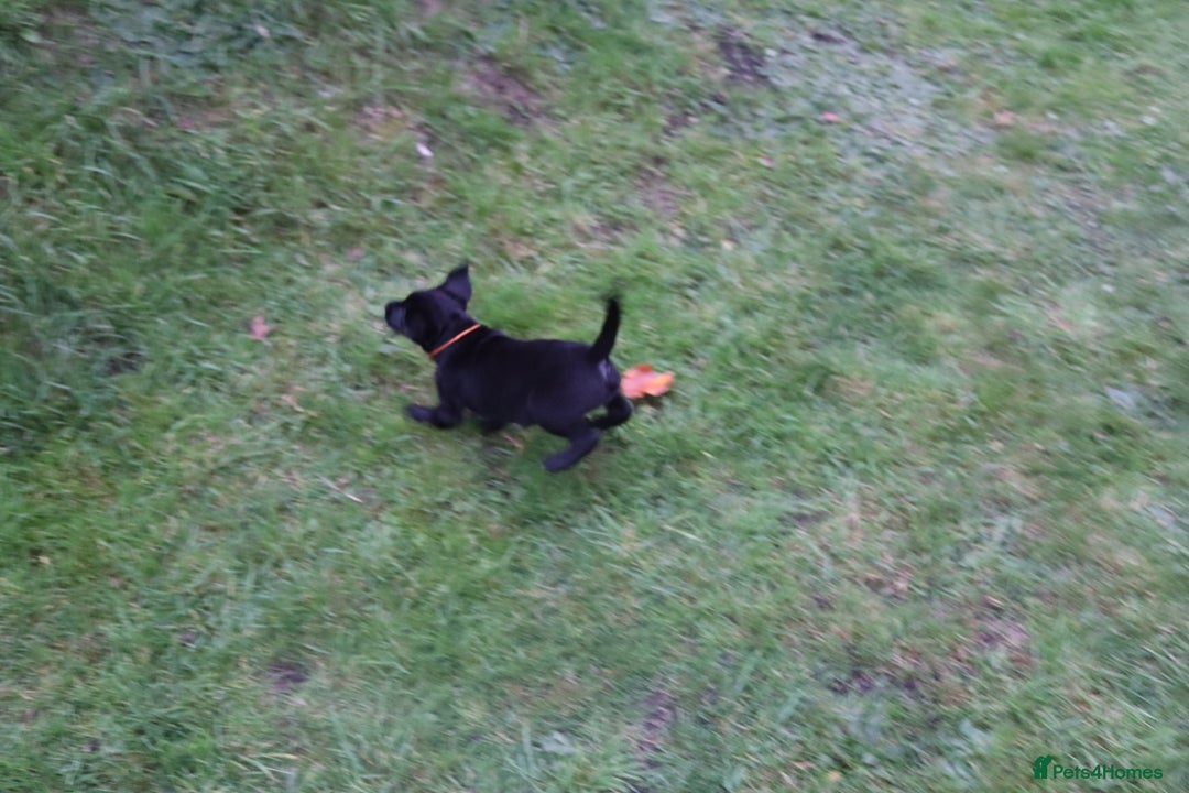 Labrador Retriever dogs for sale: 1 Black Labrador bitch left ready to go now  - Image 16