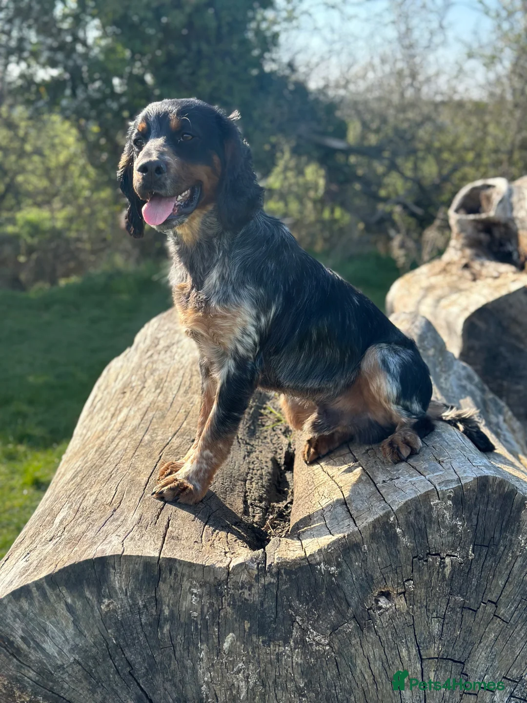 Cocker Spaniel dogs for stud: For stud only -Black and Tan with blue roan cocker - Advert 11