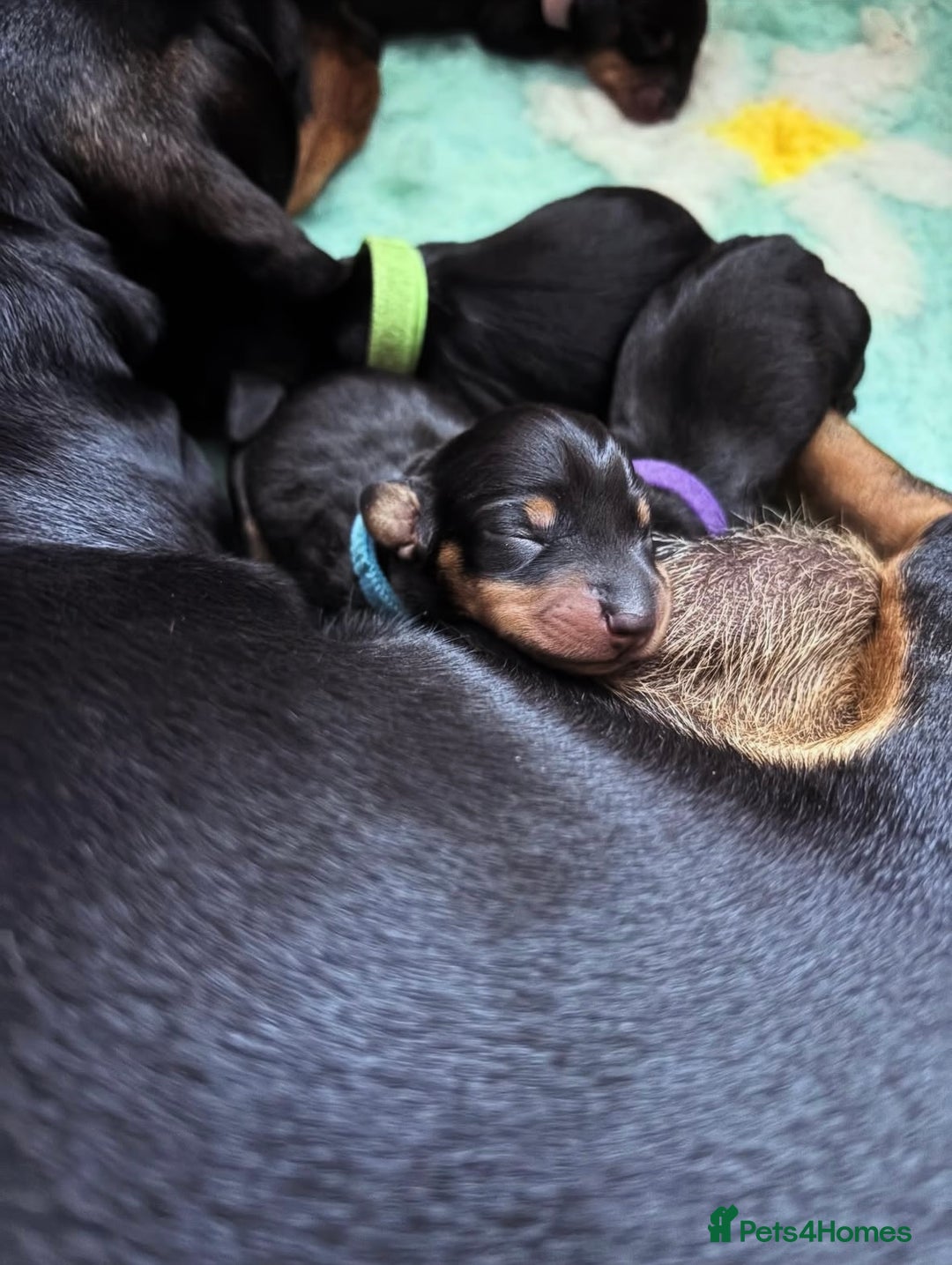 Miniature Dachshund dogs for sale: Miniature dachshund puppies 🐾 - Image 2