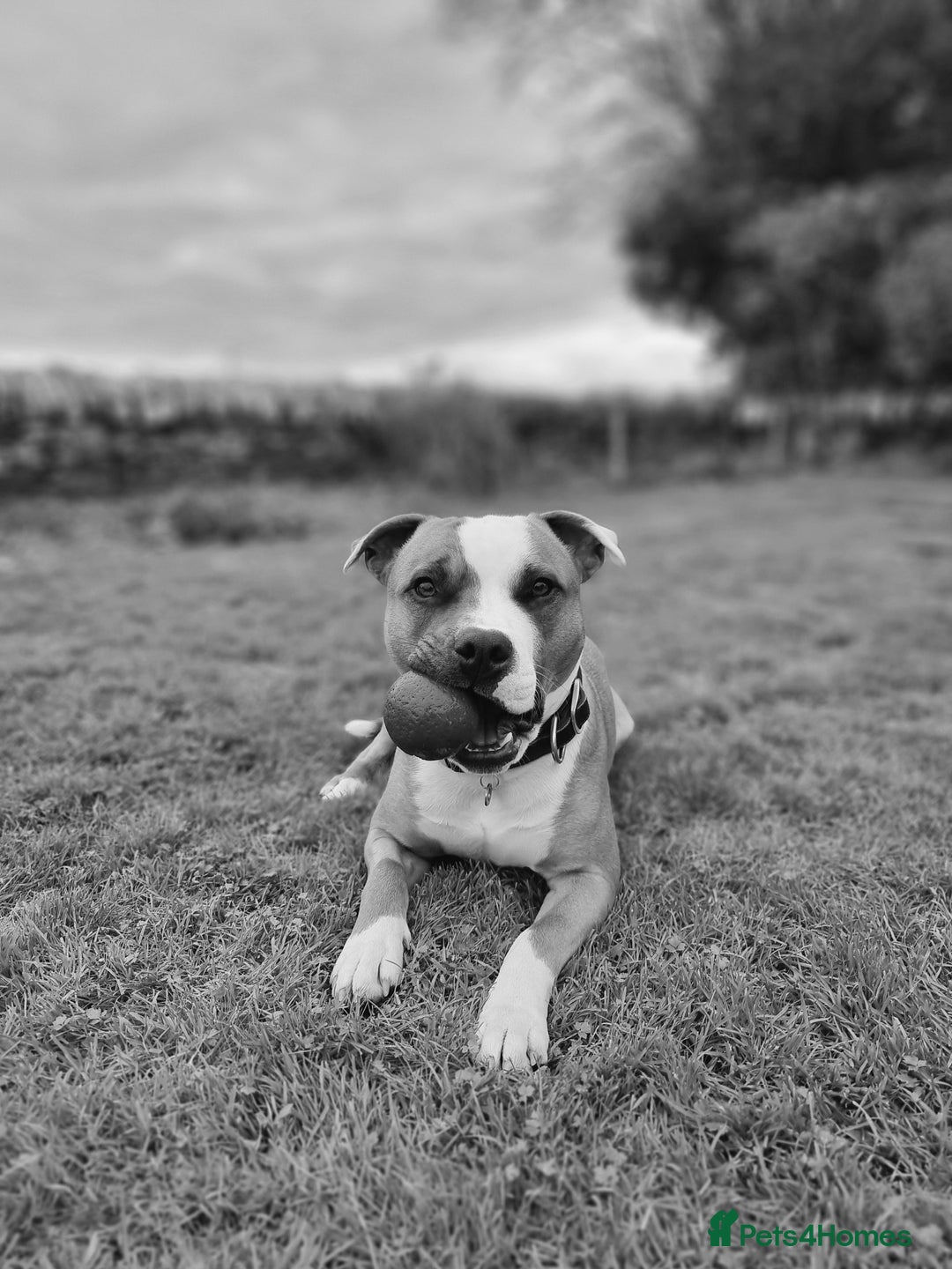 Staffordshire Bull Terrier dogs for sale: Male Staffordshire bull terrier  - Advert 4