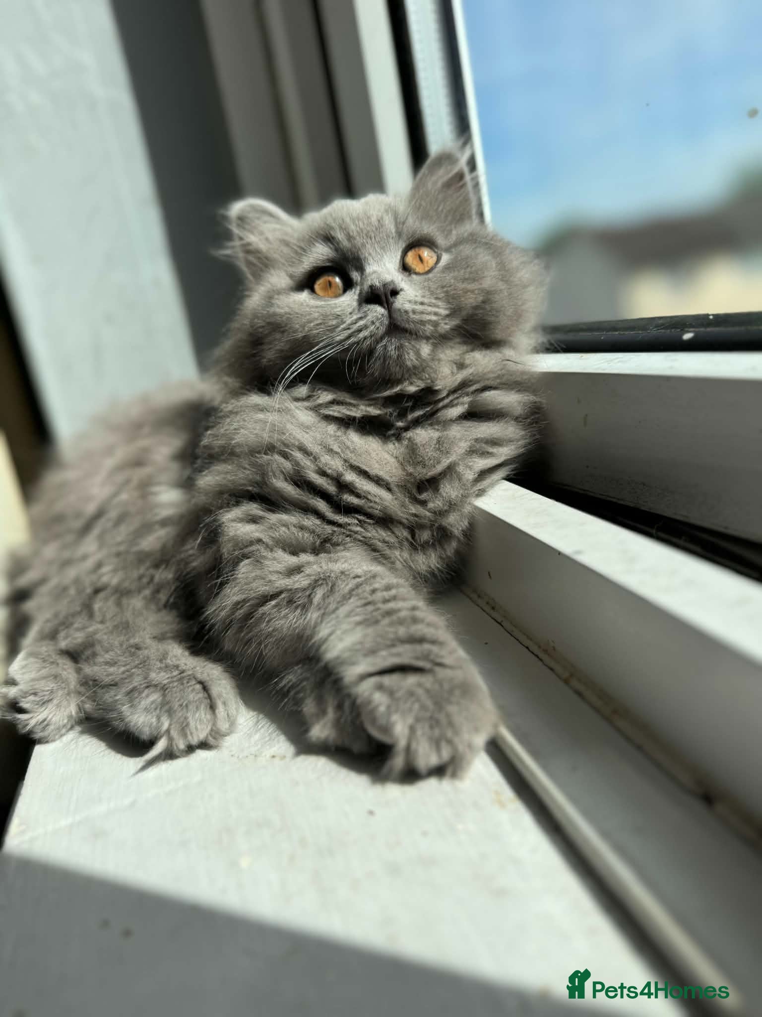 British Shorthair cats British short /longhair gccf  kittens  - Advert 2