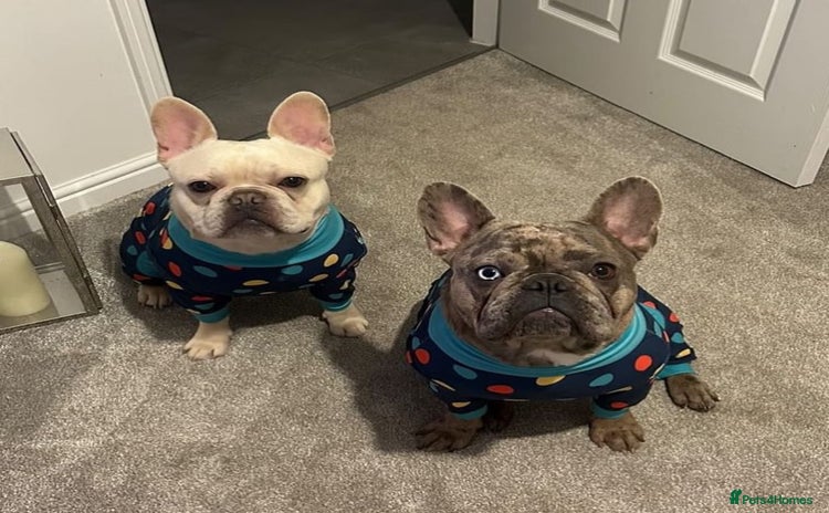 French Bulldog dogs - Advert 10