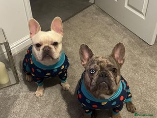 French Bulldog dogs - Advert 2