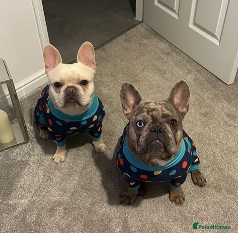 French Bulldog dogs - Advert 13