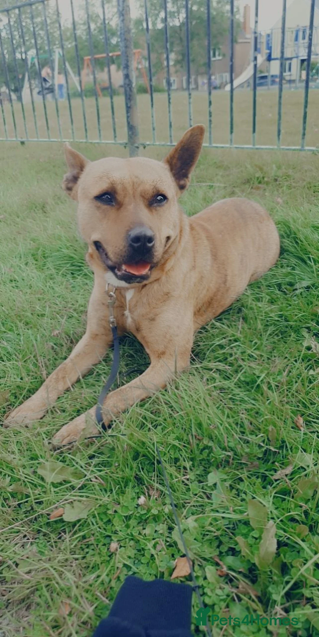 Mixed Breed dogs for sale: Tessie  in Bargoed - Advert 2