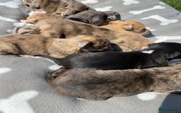 Mixed Breed dogs for sale: Deerhound greyhound collie puppies  - Image 12