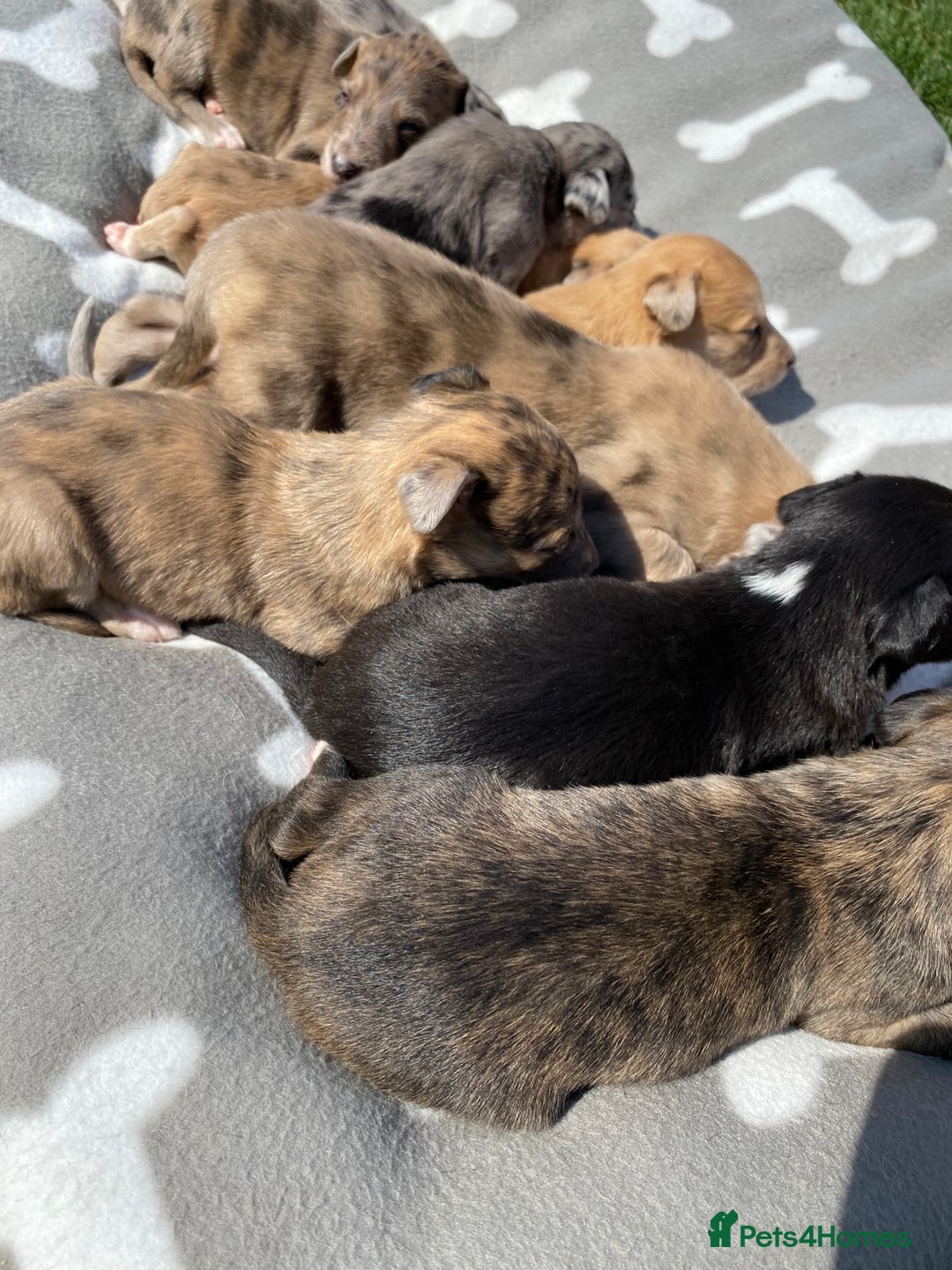 Mixed Breed dogs for sale: Deerhound greyhound collie puppies  - Image 12