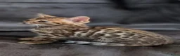 Bengal cats for sale: Stunning Bengal Kittens – Reservations Now Open in Woodford Green - Advert 8