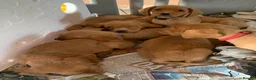 Cockerdor dogs for sale: Fox red Cockerdor pups 🐶 - Advert 24