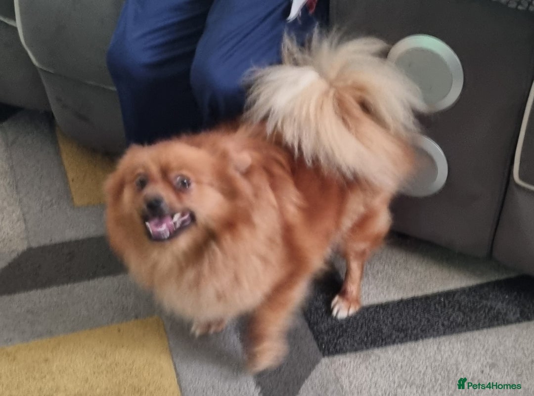 Pomeranian dogs for sale: GIRL POMERANIAN  - Image 4