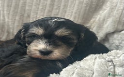 Cockapoo dogs for sale: Cockapoo Puppies - Image 20