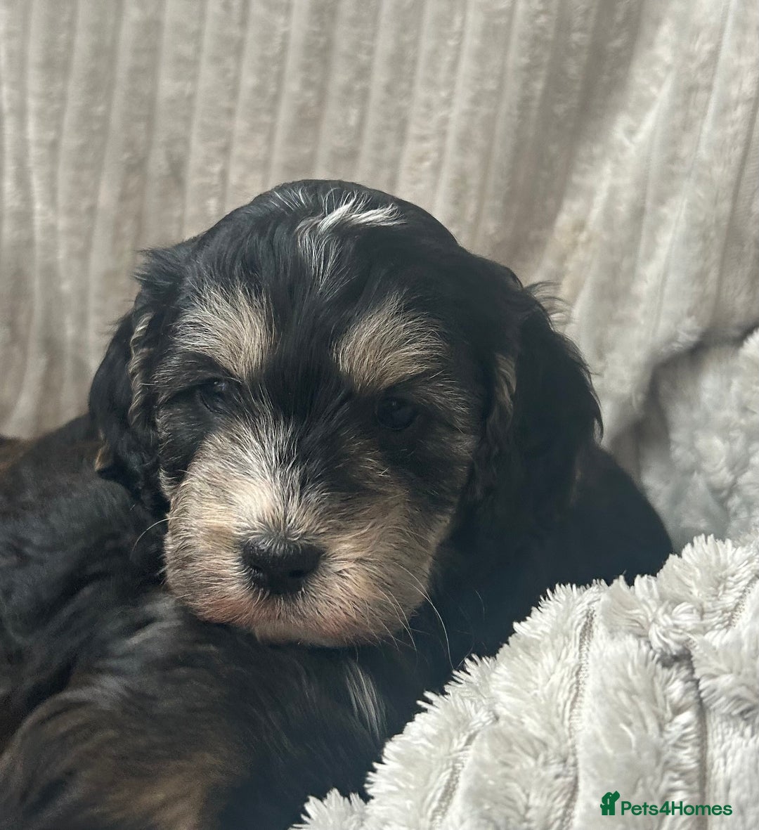 Cockapoo dogs for sale: Cockapoo Puppies - Image 20