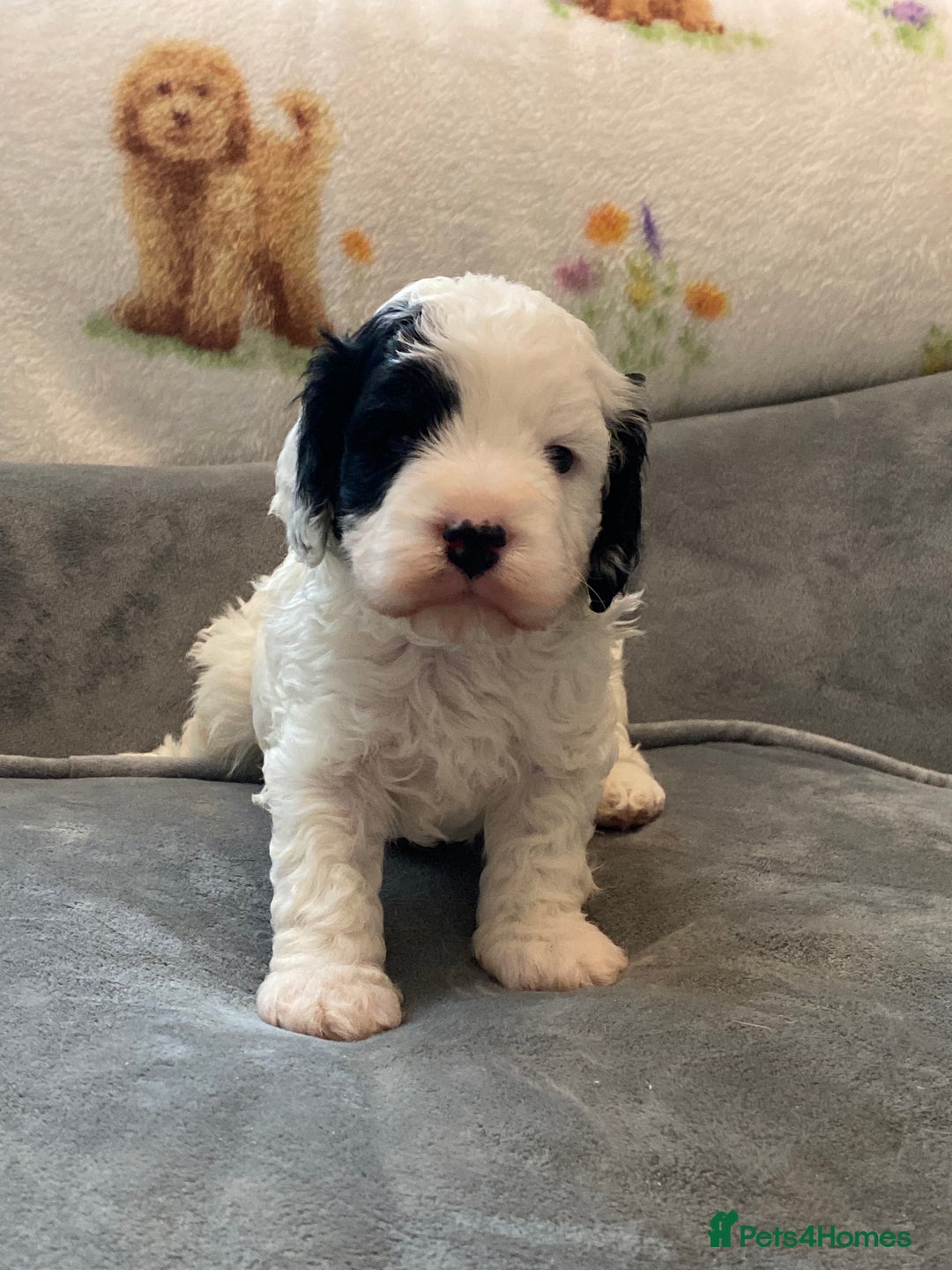 Cavapoo dogs for sale: Super cute, health tested, friendly Cavapoo pups  - Image 4