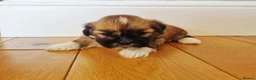 Lhasa Apso dogs for sale: Adorable Lhasa Apso Puppies  - Advert 9