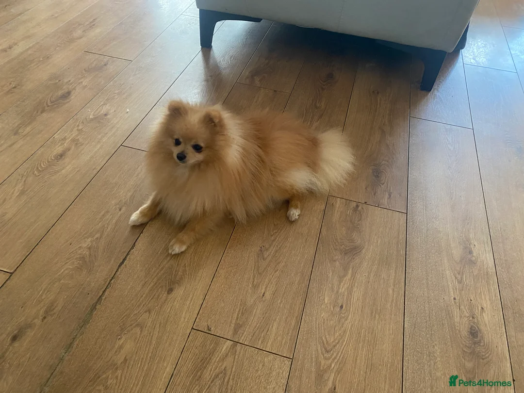 Pomeranian dogs for stud: Stunning Pomeranian stud  - Advert 4