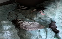 Mixed Breed cats for sale: 4 stunning kittens  - Image 10