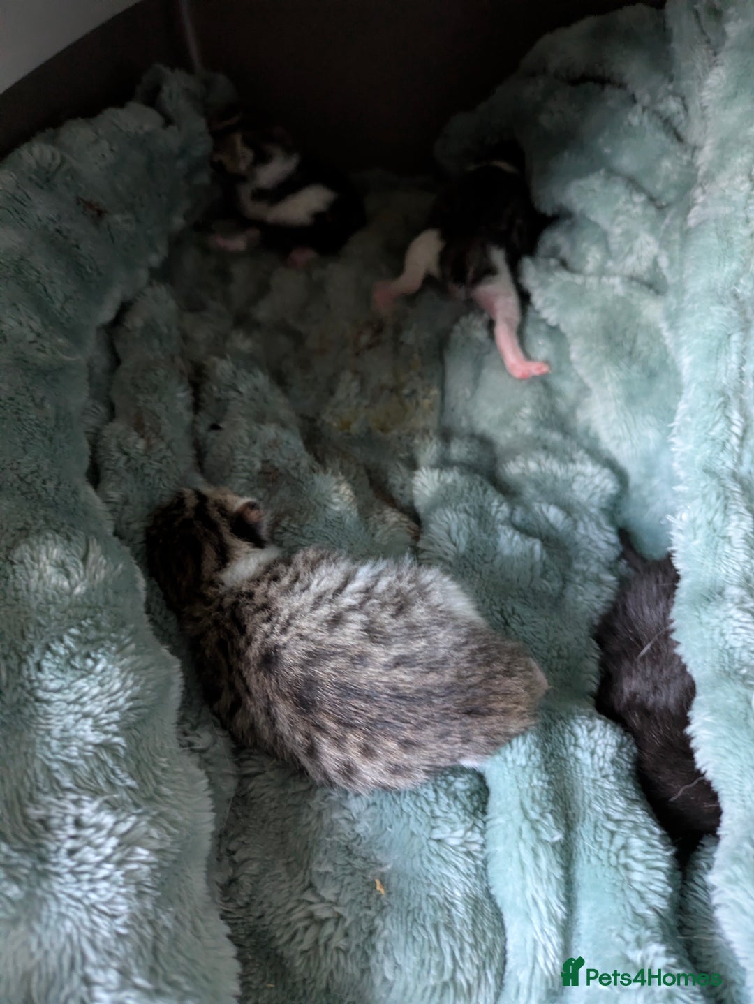 Mixed Breed cats for sale: 4 stunning kittens  - Image 10