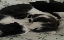 American Shorthair cats for sale: Kittens for Sale - Image 5