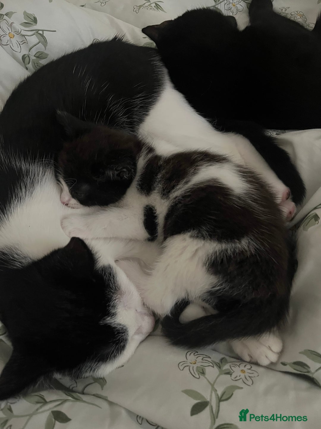 American Shorthair cats for sale: Kittens for Sale - Image 5