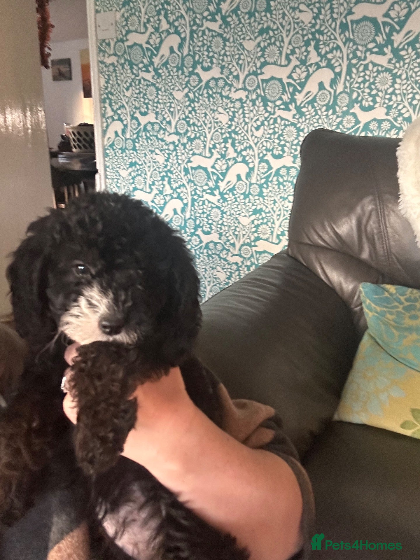 Labradoodle dogs for sale: Vet Checked and Perfect F1B miniature labradoodles - Advert 2