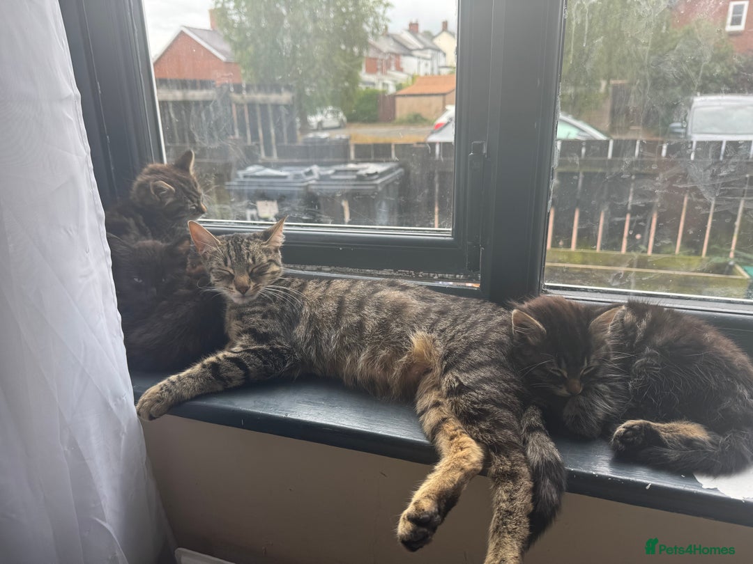 British Longhair cats for sale: 3 kittens ready for forever homes  - Image 17