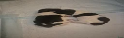 Sprocker dogs for sale: 3x boys Sprocker Pups in Girvan - Advert 3