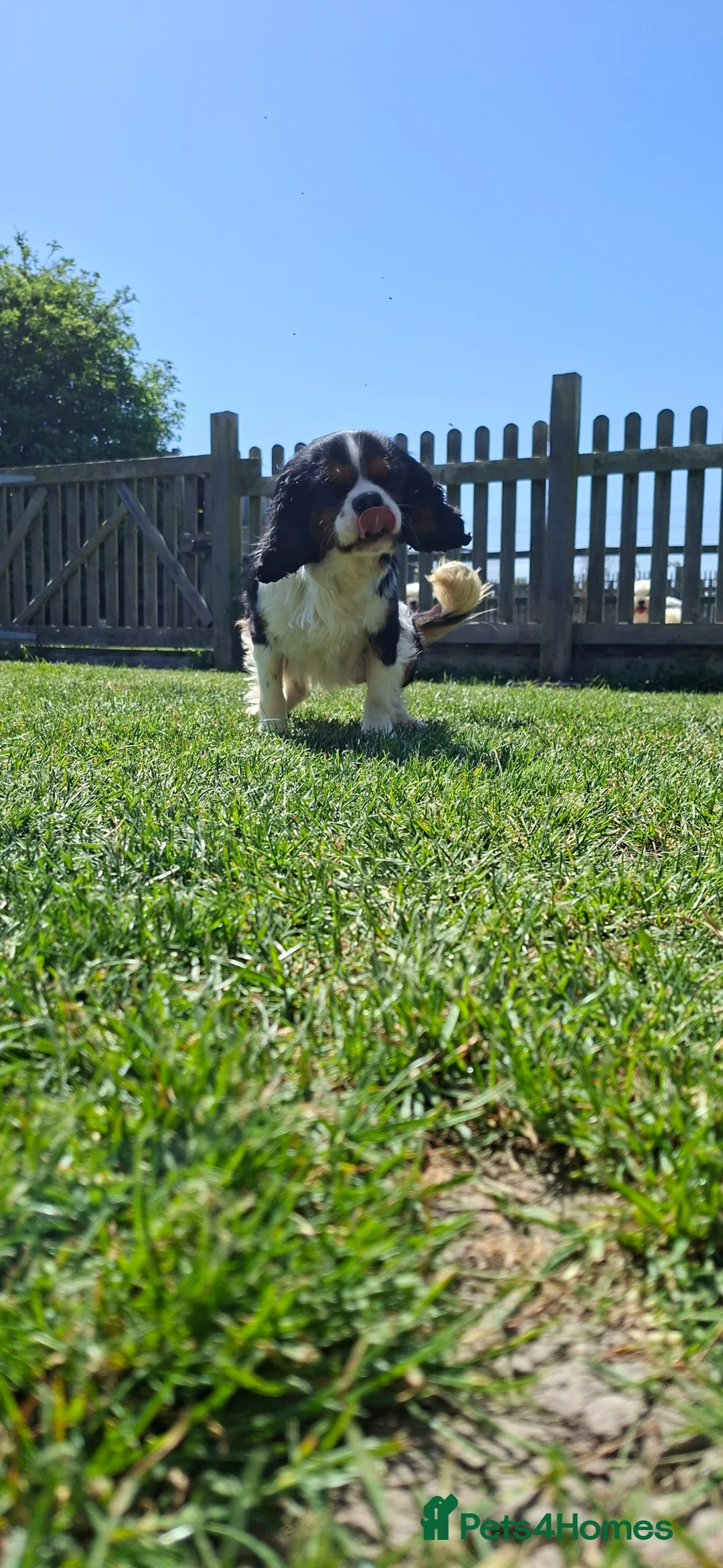Cavachon dogs for sale: Beautiful f1 cavachons  - Advert 20
