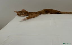 Mixed Breed cats for sale: 2 boys ready for new home - Image 6