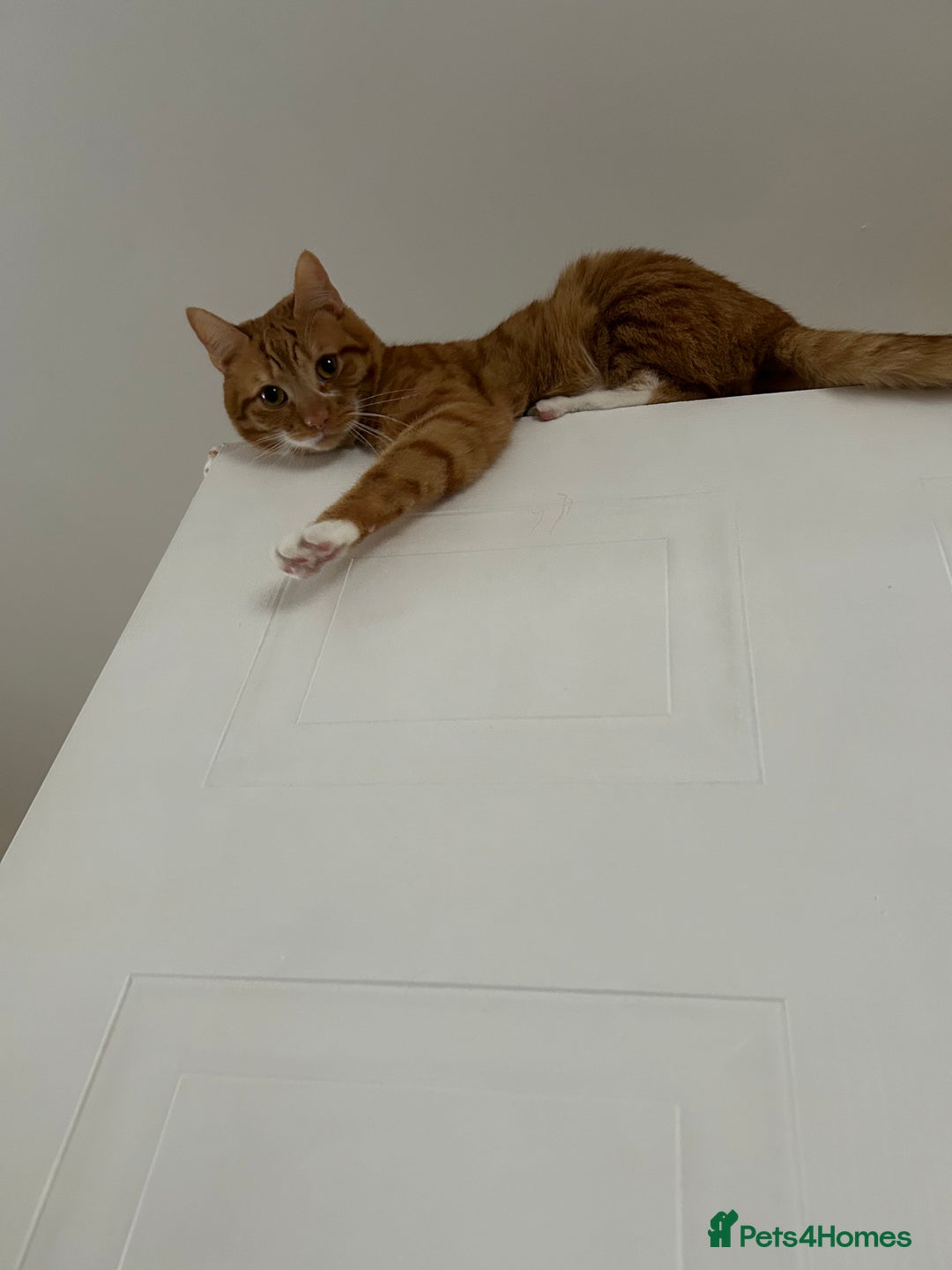 Mixed Breed cats for sale: 2 boys ready for new home - Image 6