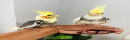 Cockatiels birds for sale: Beautiful hand tamed cockatiels for sale. - Advert 7