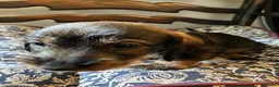 Dachshund dogs for sale: Kennel Club Reg Wirehaired Dachshund Teckel pups - Advert 7