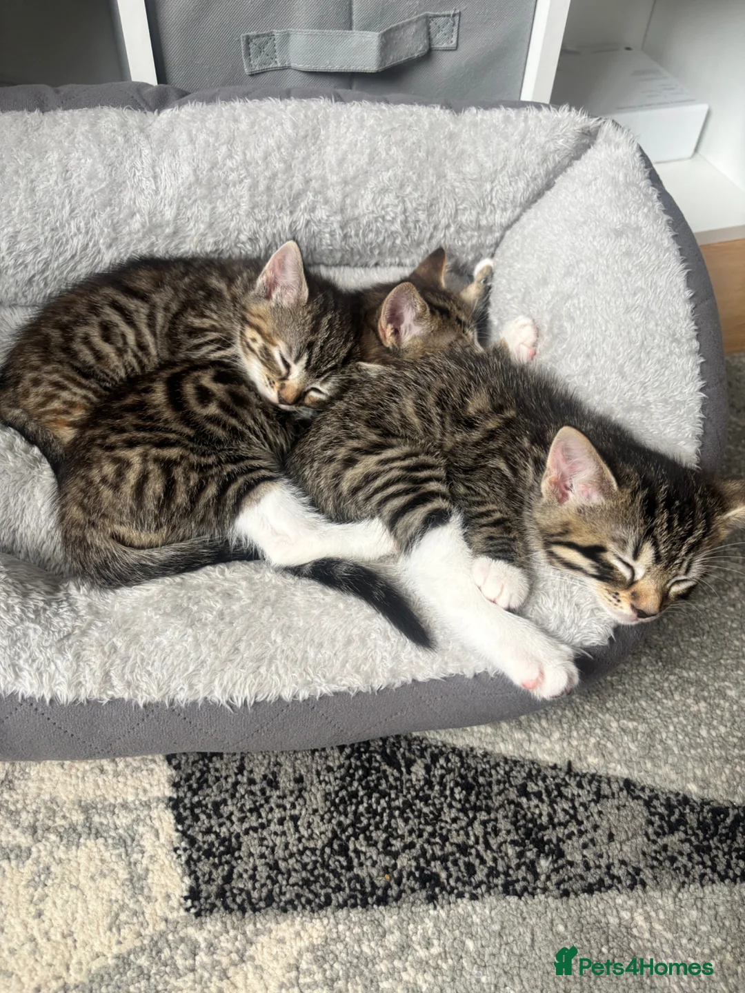 Mixed Breed cats for sale: 3 Pretty Kitties in Crawley - Advert 1