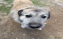 Mixed Breed dogs for adoption: Retired boy needs a family - Image 2