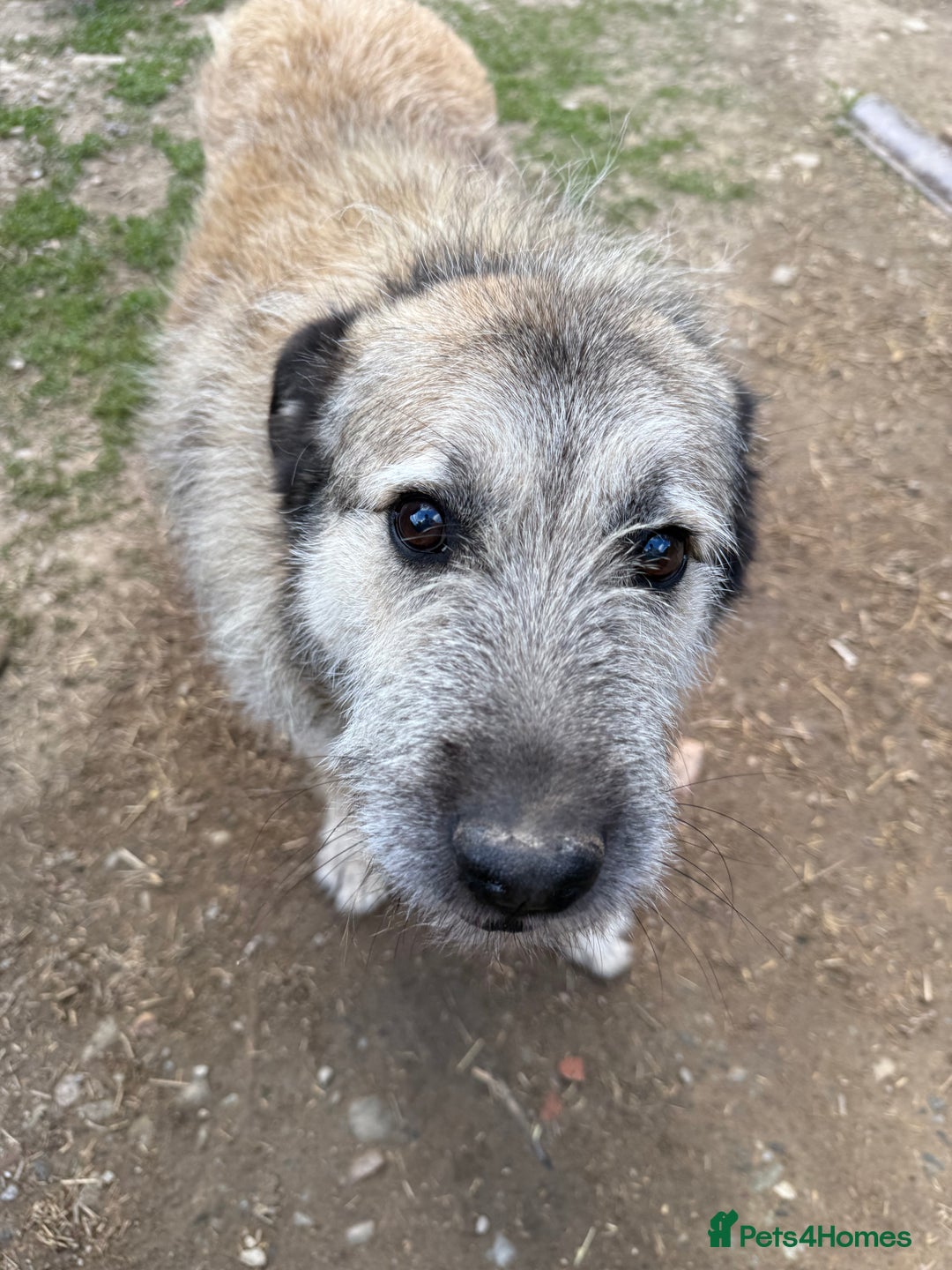 Mixed Breed dogs for adoption: Retired boy needs a family - Image 2